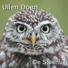 Uilen Steenuil_290-v2