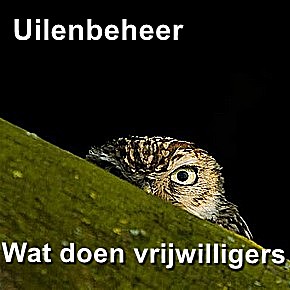 Uilen-vrijwilligers