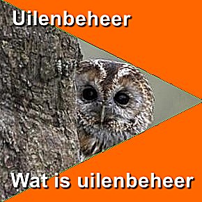 Uilen-beheer